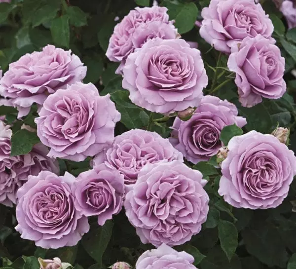 'Love Song™' rose; clear lavender 5 inch flowers