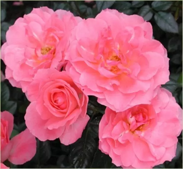 'Passionate Kisses®' rose; flowers are  salmon pink, 3.25 inch blooms