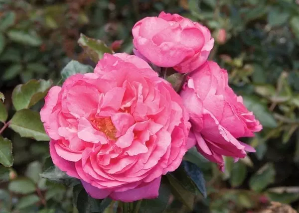 'Yves Piaget®' rose; deep mauve bloom and darker buds, 5 inch flowers