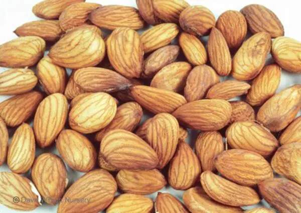 NUT ALMOND ‘Garden Prince’ – Genetic Dwarf