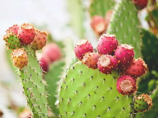 CACTUS Nopal (Opuntia)