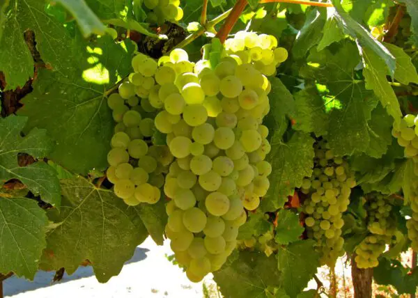 GRAPE Chardonnay – Vineyard Graft
