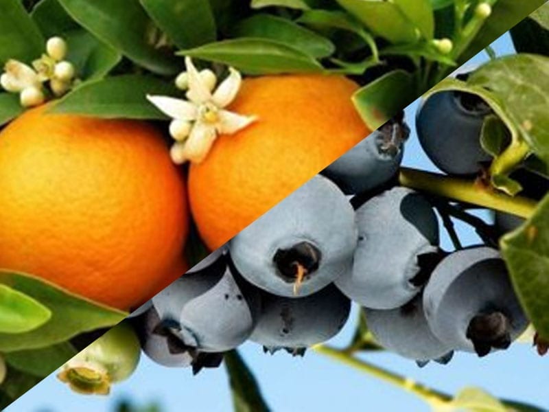 Photomontage of oranges/citrus trees and blueberries