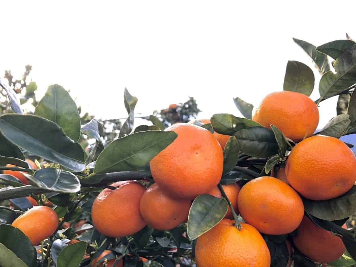 Oranges