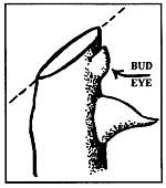 Bud Eye and Cut angle