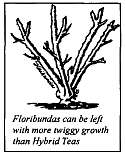 Floribundas can be left with more twiggy growth than hybrid teas