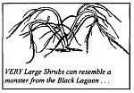 Very large shrubs can resemble a monster from the black lagoon