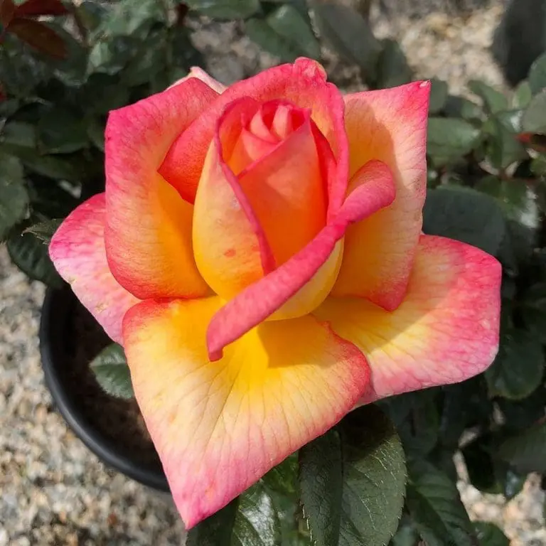 Floribunda