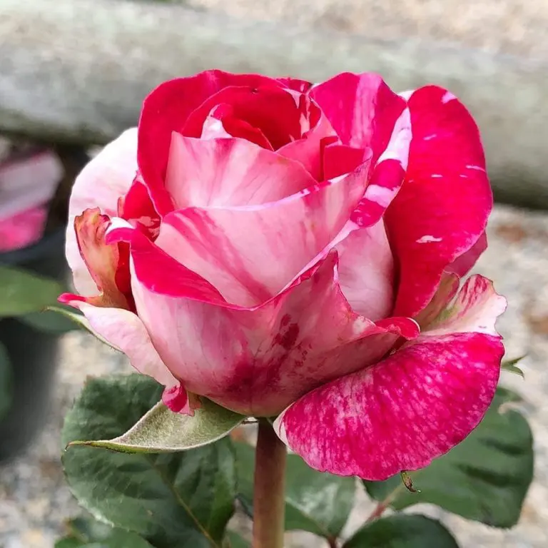 Hybrid Tea