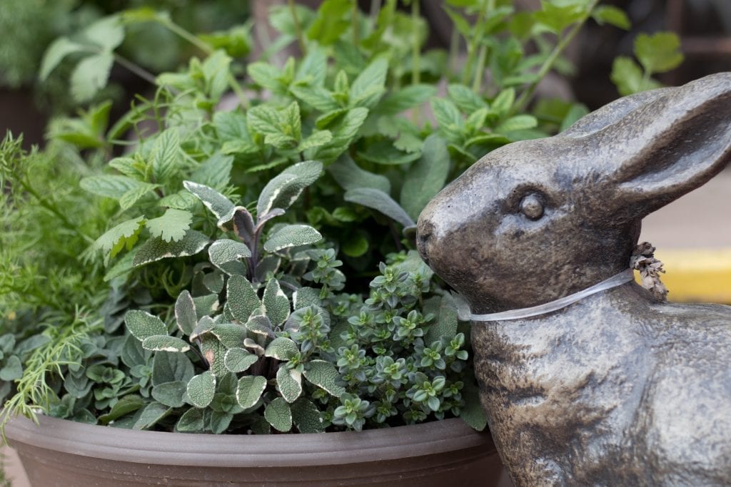 Lambs Ear Sage and Rabbit statue