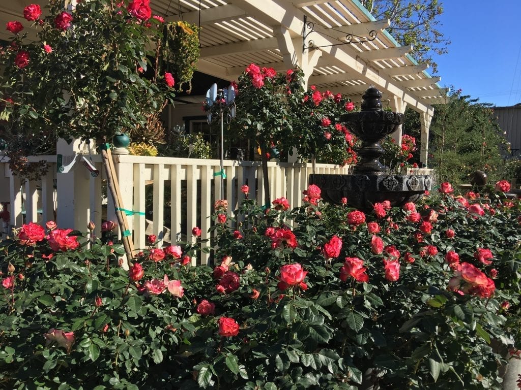 Front of Garden Shop with Roses