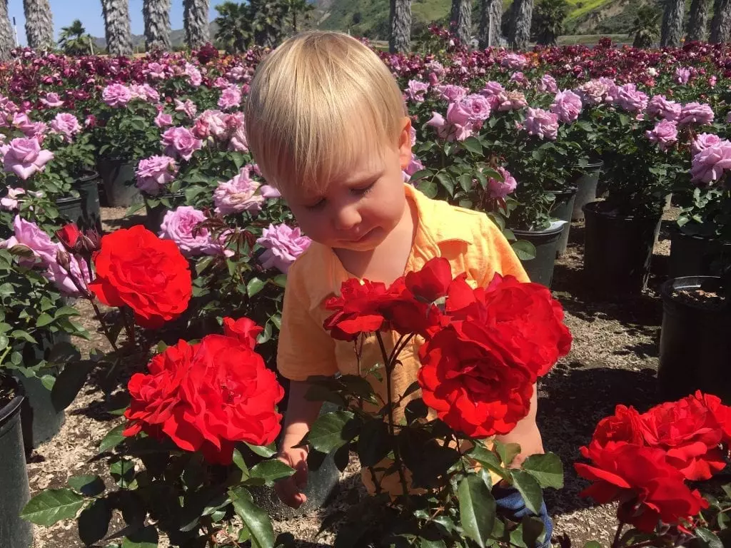 Little boy smelling roses