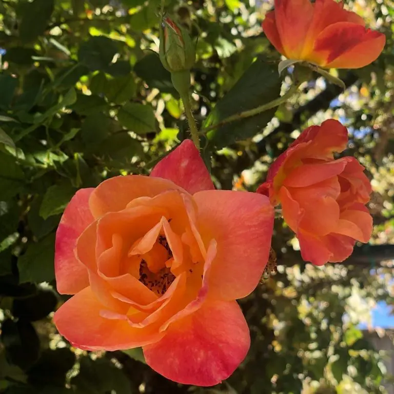 Tree Rose