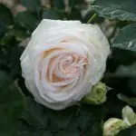 'White Eden®' rose;  white and very full 5 inch flowers