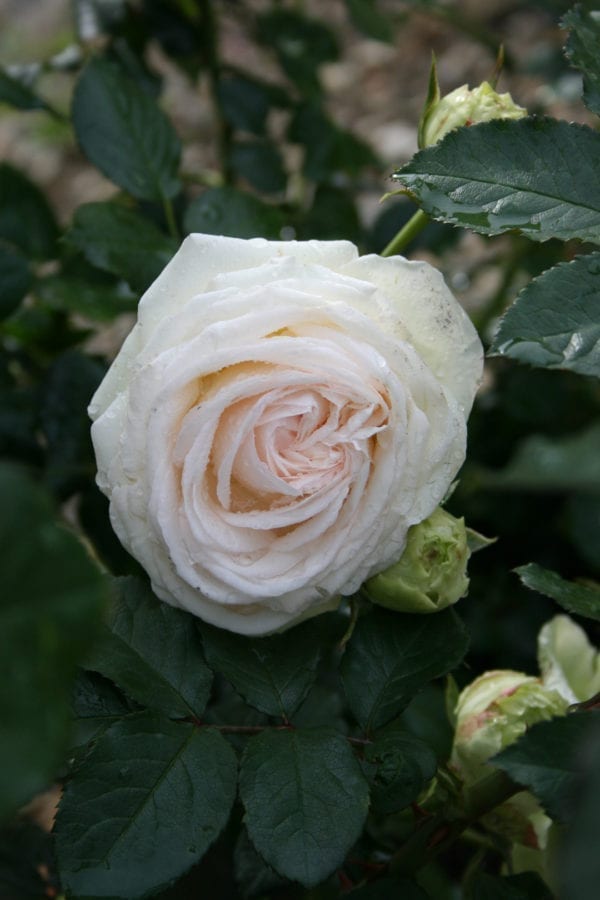 'White Eden®' rose;  white and very full 5 inch flowers