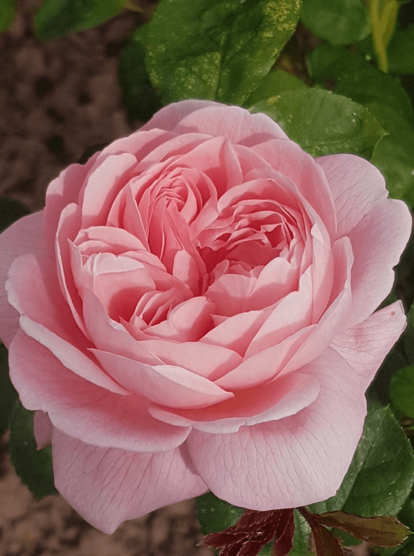 Closeup; 'Queen of Sweden™' rose;  Glowing apricot 2.75 inch flowers