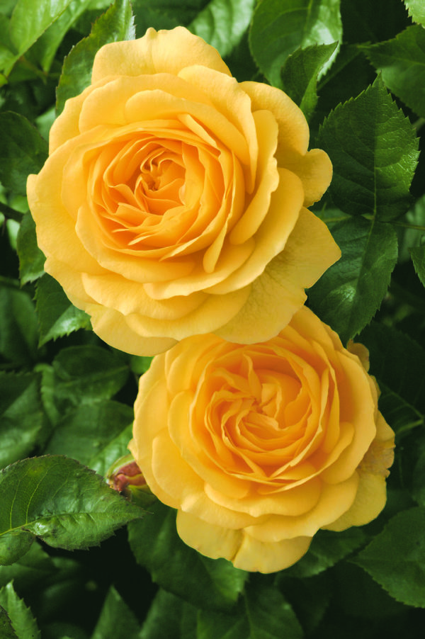 'Julia Child™' rose; butter gold 3 inch flowers