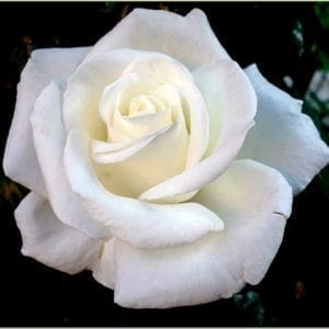 'Queen Mary 2™' rose tree; pure white 4 inch flowers