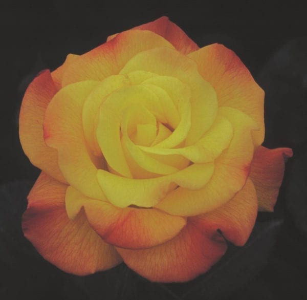 'Rio Samba' rose; yellow, red outer petals, ages to red 4.5 inch flowers
