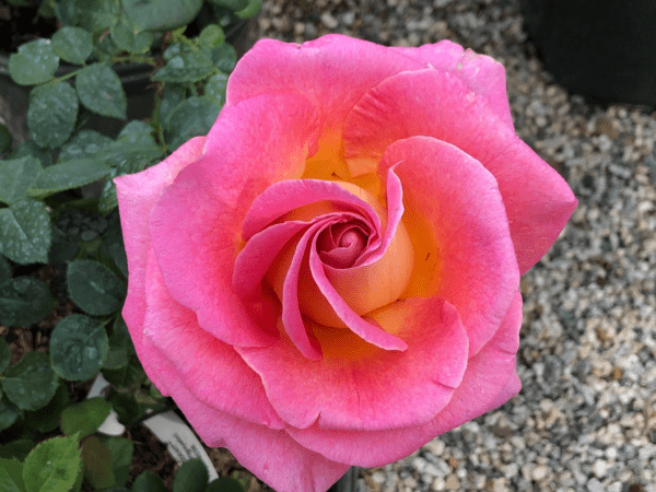'Gentle Giant™' rose; vibrant pink with a golden glow, 5.5 inch flowers