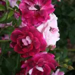 'Burgundy Iceberg' rose; flowers are dark red-burgundy, lighter reverse, 3.75 inch blooms