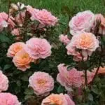 Apricot Drift