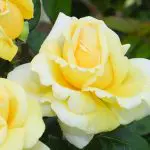 eternal-flame