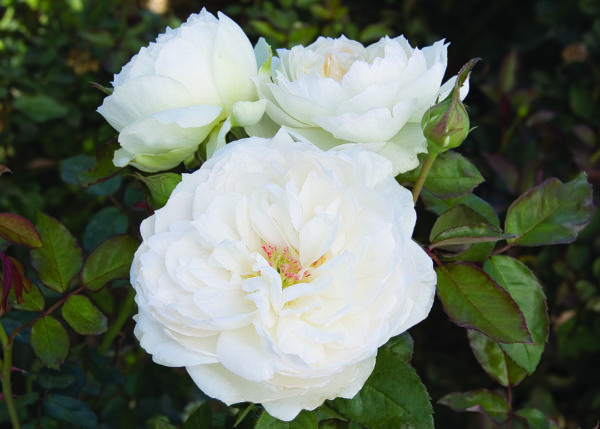 'Bolero™' rose; flowers are white with 3 inch blooms