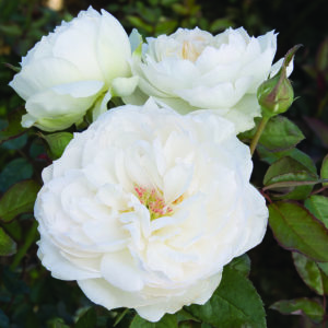 'Bolero™' rose;  white 3 inch flowers