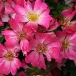 Pink Drift