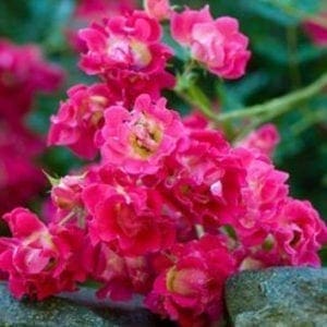 Red Ribbons Groundcover Rose