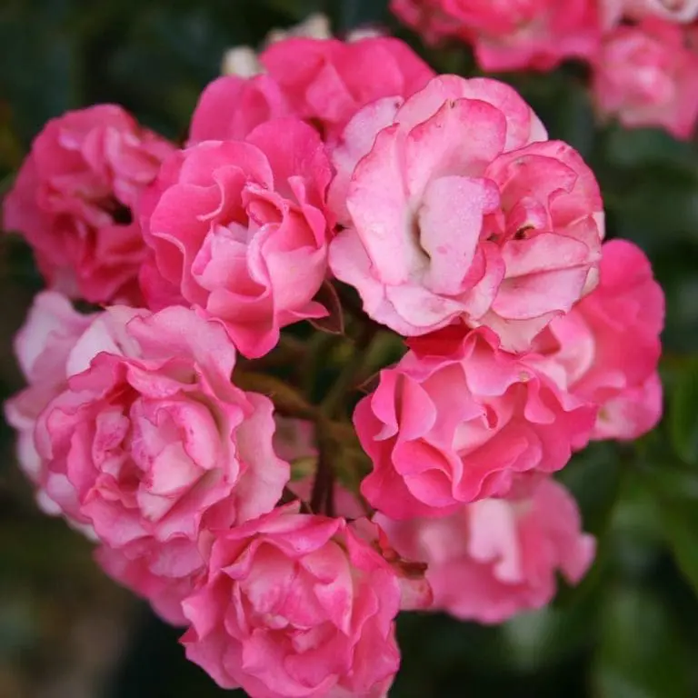 Shrub