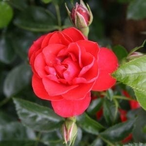 flower-carpet-scarlet