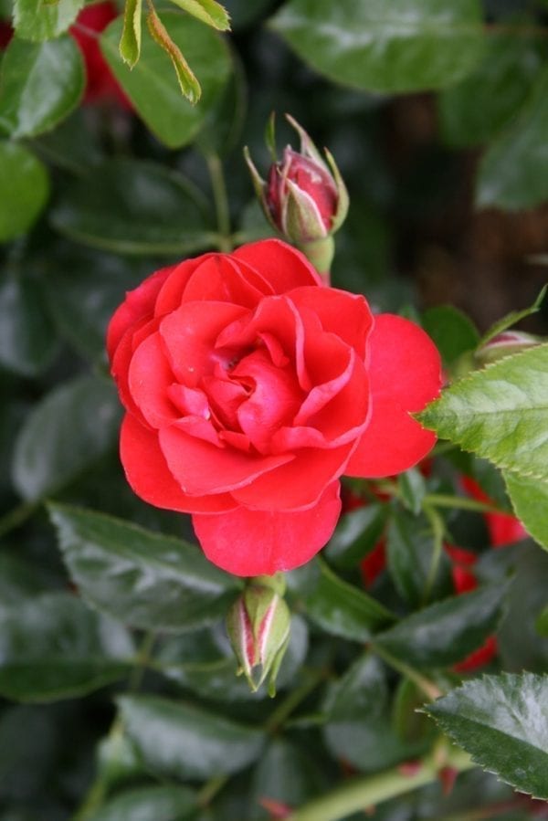 flower-carpet-scarlet
