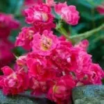 Red Drift Cascading