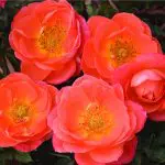 amber-sunblaze-mini