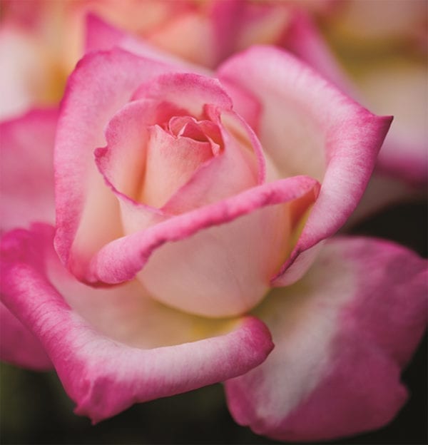 'California Dreamin' ™' rose; creamy white, edged in scarlet, 5 inch flowers