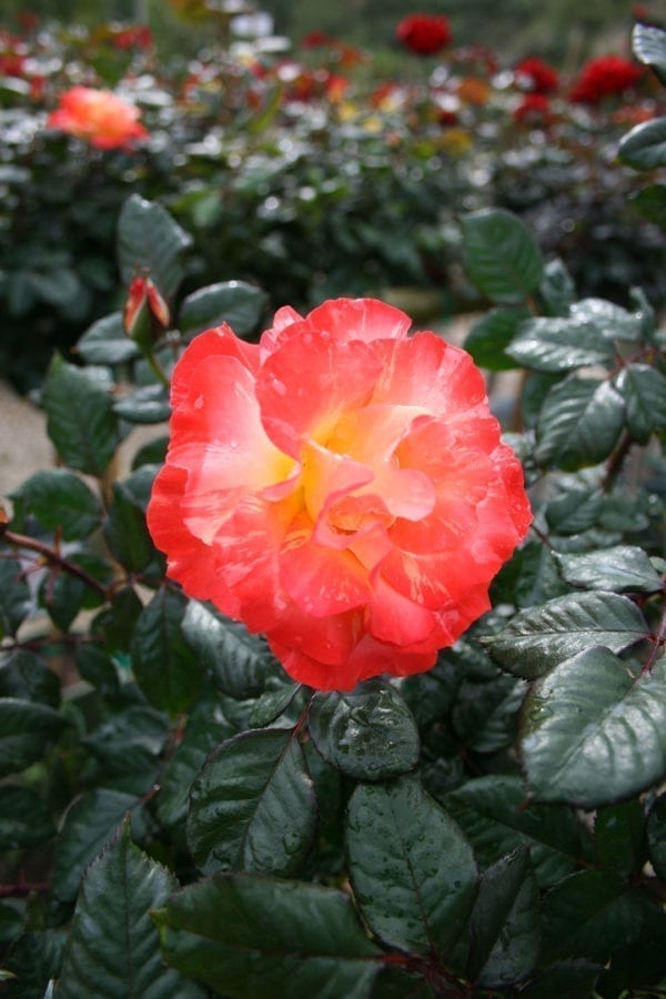 'Chihuly®' rose; yellow w/ orange & red reverse 4 inch flowers