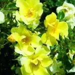 limoncello