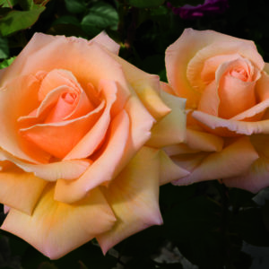'Over The Moon™' rose tree; warm apricot 5 inch flowers