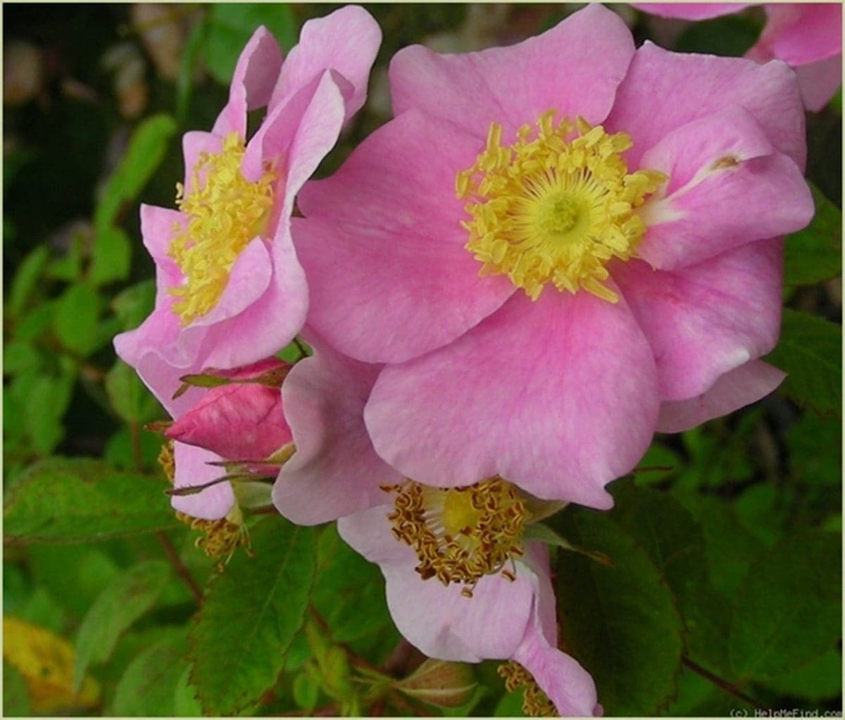 rosa-californica