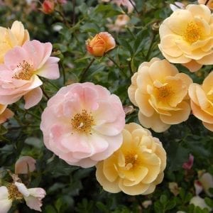 flower-carpet-amber