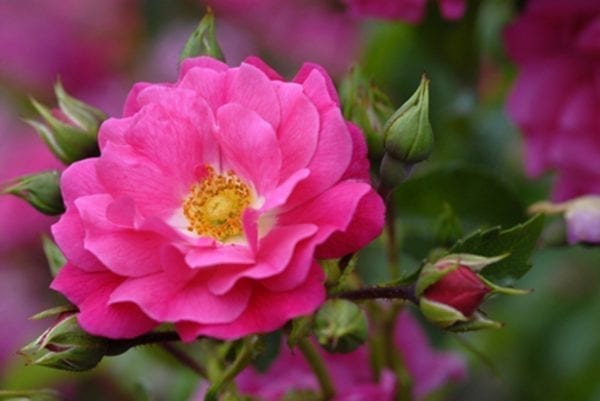 flower-carpet-pink-supreme