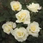 white-licorice