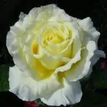 White Licorice