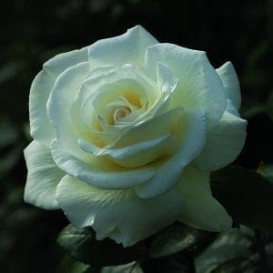 Moonstone Rose - Hybrid Tea - Lightly Fragrant – Heirloom Roses