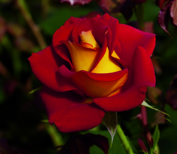 'Ketchup & Mustard™' rose; bright red w/ deep yellow reverse 3.25 inch flowers