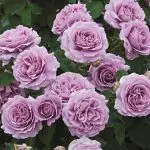 'Love Song™' rose; clear lavender 5 inch flowers