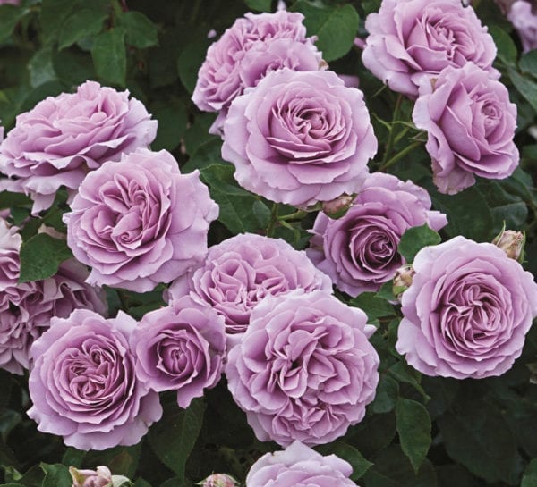 'Love Song™' rose; clear lavender 5 inch flowers