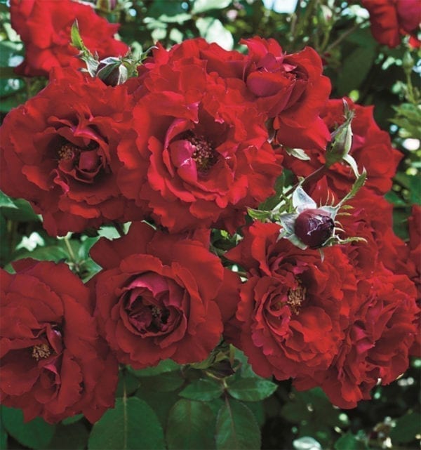 'Oh My!™' rose; deep velvet red, 3.5 inch flowers